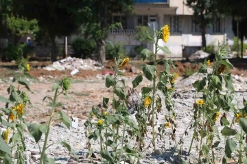 Enkaz altında kalıp boy veren ay çekirdekleri çiçek açtı
