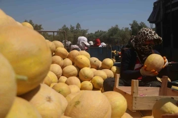 Enkaz kent Hatay’da yüz güldüren hasat: Kavun tarlada 11 TL’den alıcı buluyor
