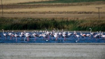 Erçek Gölü göç yolculuğundaki flamingoları ağırlıyor