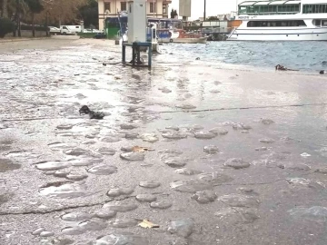 Erdek’te lodosta deniz anaları sahile vurdu
