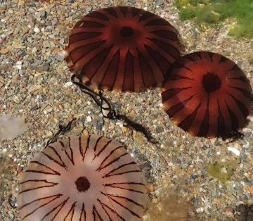 Erdek ve Kapıdağ yarım adası kıyılarında pusula denizanası uyarısı