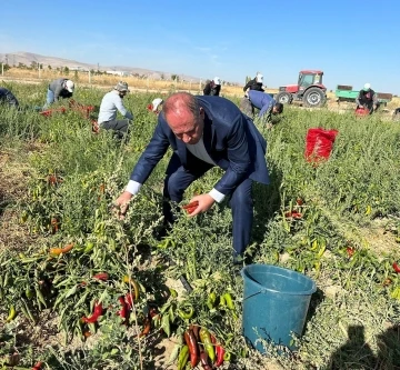 Ereğli Belediyesi salçalık biber dağıttı
