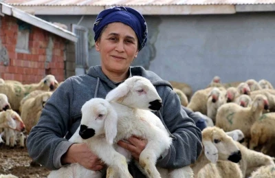 Erzincan’da koyun ve kuzuların coşkulu buluşması
