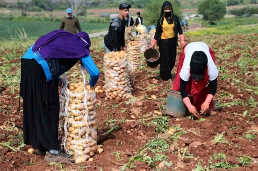 Erzincan’da patates hasadı başladı
