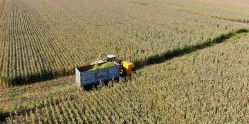 Erzincan’da silajlık mısırın hasadı yapılıyor
