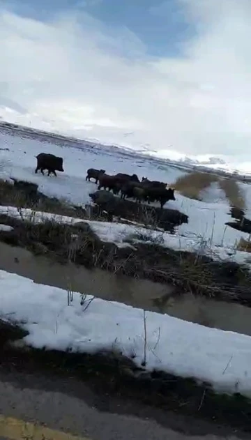 Erzurum’da aç kalan domuz sürüsü köye indi
