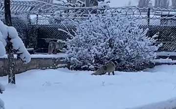 Erzurum’da aç kalan tilkiler kent merkezine indi
