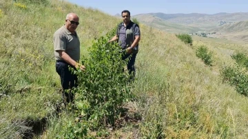 Erzurum Orman Bölge Müdürü Ayatay, Ağrı’da
