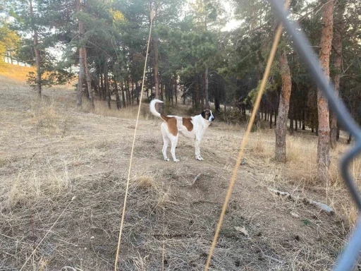 Evine dönen akademisyene köpekler saldırdı
