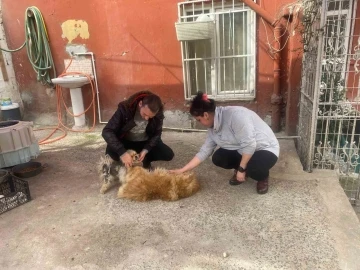 Eyüpsultan’da cins köpeği böyle çaldılar
