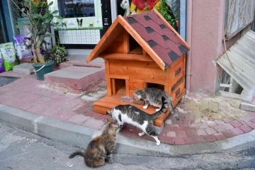 Fatih’te evi parçalanan kedi yeni yuvasına kavuştu
