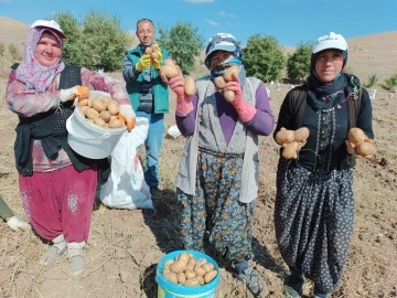 Fazla güneş aldığı için ayrı bir lezzeti olan ‘agria’ cinsi patateste hasat başladı
