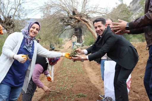 Feke’de sahlep fidanları toprakla buluştu
