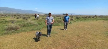 Fermalı av köpekleri 3’üncü kez yarıştı
