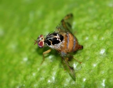 Fethiye’de nar ve zeytin üreticilerine zararlılarla mücadele uyarısı
