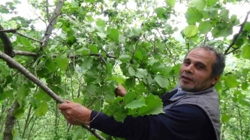 Fındık dallarını gören fındık üreticisi yeni sezon öncesi hem umutlu ve hem temkinli konuştu
