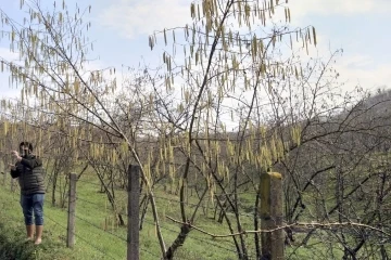 Fındıkta ıslah çalışmaları ile verim ve kalite artacak
