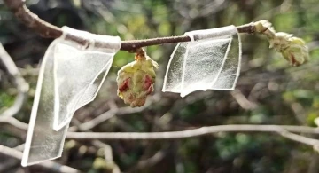 Fındıkta ’kozalak akarı’ ile mücadele zamanı
