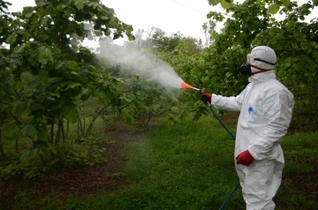 Fındıkta ’külleme ve kozalak akarı’ tehdidi
