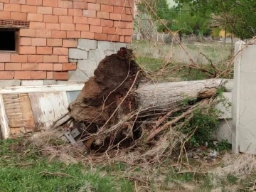 Fırtına asırlık dev ceviz ağacını söktü
