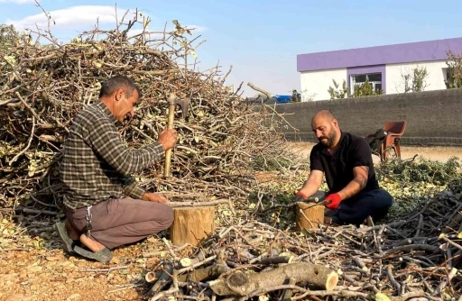 Fıstığın budanan dalları yakacak olarak değerlendiriliyor
