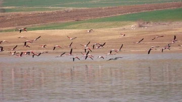 Flamingo akını bozkırı renklendirdi
