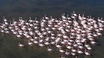 Flamingolar Bodrum’a renk kattı