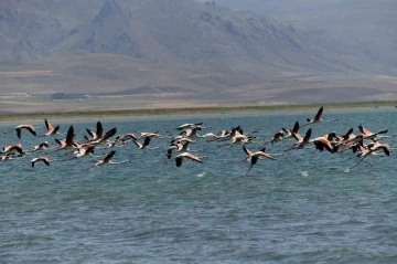 Flamingolar kuraklığa rağmen Erçek Gölü’nde
