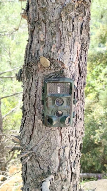 Fotokapanlar yaban hayatını korumak için kuruldu
