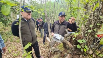 Gal arısıyla mücadelede &quot;Torymus sinensis&quot; böceğini doğaya saldılar
