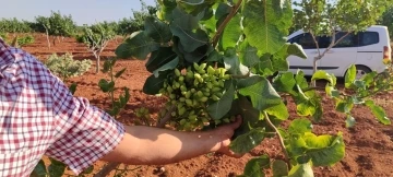 Gaziantep’te fıstık üreticileri gözlerine inanamadı
