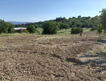 Gediz’de nesli tükenmekte olan üzümler koruma altına alındı
