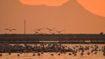 Gediz Deltası'nda binlerce flamingo yumurtadan çıktı