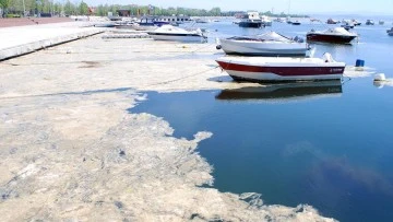 Gemlik Körfezi’nde müsilaj endişesi