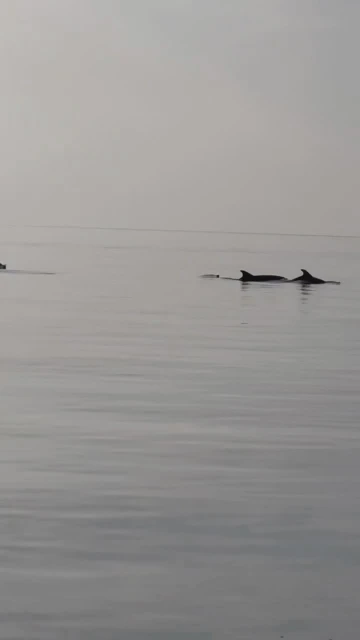 Bursa Gemlik’te yunuslar görsel şölen oluşturdu