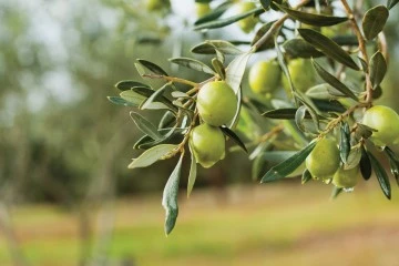 Gemlik’te zeytin festivali dolu dolu geçecek