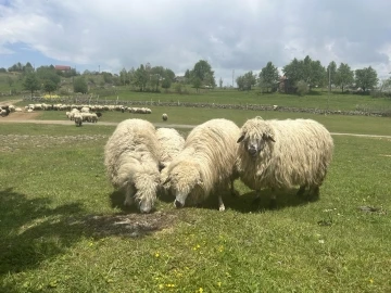 Giresun yaylaları koyun-kuzu sesleriyle şenlendi
