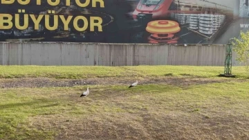  Göç etmeyi unutan leylekleri görenler şaşkına döndü