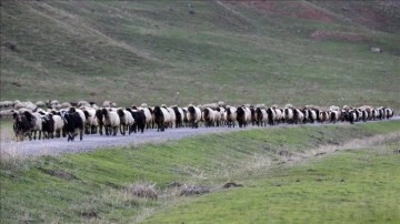 Göçerlerin Erzurum'dan Mardin'e 90 günlük dönüş yolculuğu sürüyor