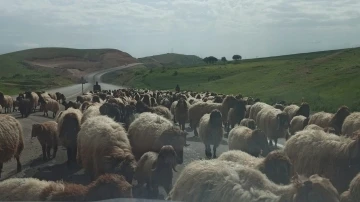 Göçerlerin zorlu yayla yolculuğu devam ediyor
