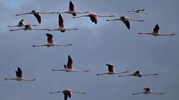 Göçmen kuşlar sıcak hava nedeniyle Avrupa'da kaldı