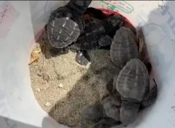 Gökçeada’da caretta caretta yuvası bulundu
