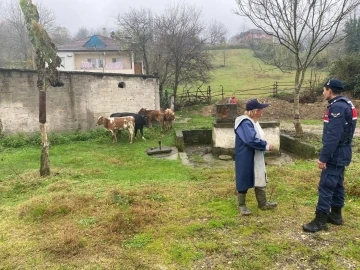 Gökçebey’de kayıp büyükbaş hayvanlar sahibine teslim edildi
