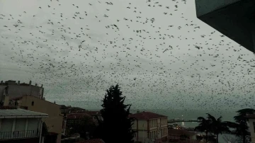 Tekirdağ'da karga paniği! Şehrin üzerine kabus gibi çöktüler