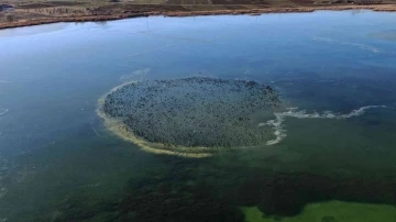 Göl dondu, karabataklar belgesel tadında görüntü oluşturdu
