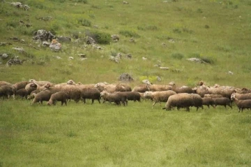 Gölcük yaylasında 6 yaşından beri hayvancılık yapıyor
