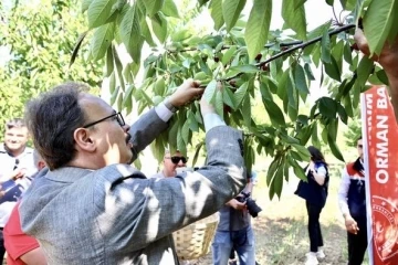 Gölpazarı’nda ilk kiraz hasadı yapıldı
