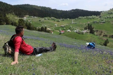 Gümüşhane’de mavi sümbüller arasında doğa yürüyüşü
