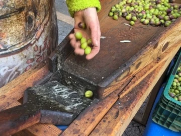 Güney Marmara’da zeytini kuraklık vurdu