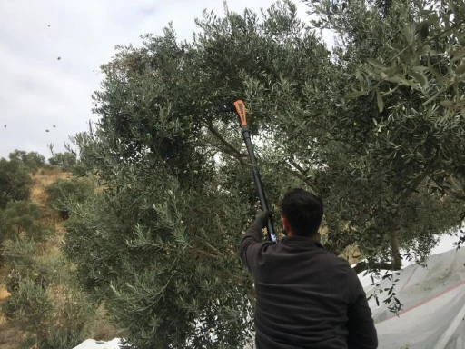 Günlük 3 bin lira yevmiye ile zeytin işçisi aranıyor